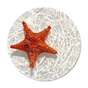 Productafbeelding mini augustus 2023 starfish Dutch Sprinkles