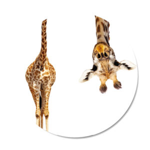 Productafbeeldingen mini's september Giraffe
