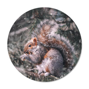 Mini muurcirkel Squirrel - Dutch Sprinkles